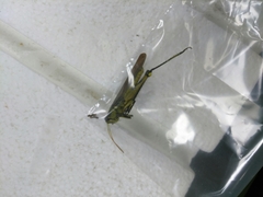 Schistocerca obscura