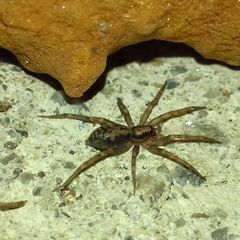 Liocranum