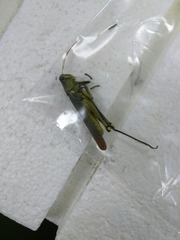 Schistocerca obscura