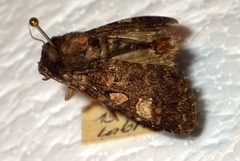 Apamea rubrirena