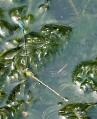 Pseudagrion rubriceps