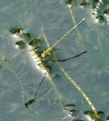 Pseudagrion rubriceps