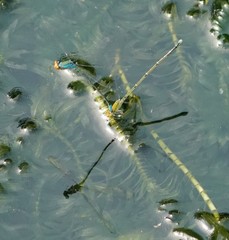 Pseudagrion rubriceps