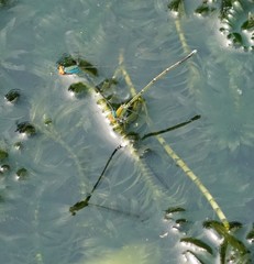 Pseudagrion rubriceps