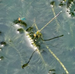 Pseudagrion rubriceps