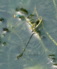 Pseudagrion rubriceps