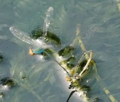 Pseudagrion rubriceps