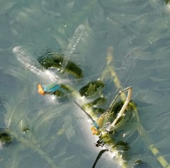 Pseudagrion rubriceps