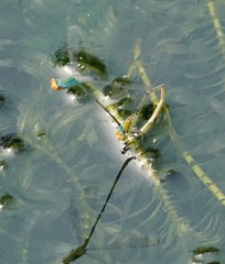 Pseudagrion rubriceps