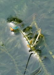 Pseudagrion rubriceps
