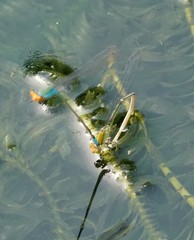 Pseudagrion rubriceps