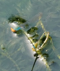 Pseudagrion rubriceps