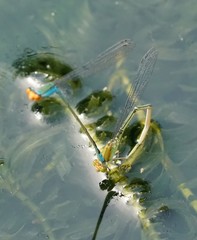 Pseudagrion rubriceps