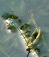 Pseudagrion rubriceps