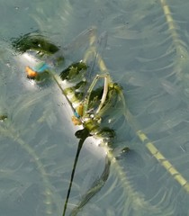Pseudagrion rubriceps