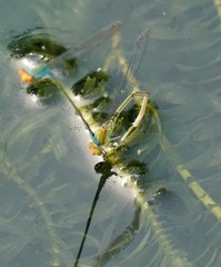 Pseudagrion rubriceps