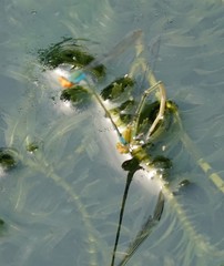 Pseudagrion rubriceps