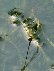 Pseudagrion rubriceps