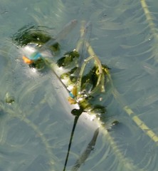 Pseudagrion rubriceps