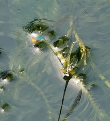 Pseudagrion rubriceps