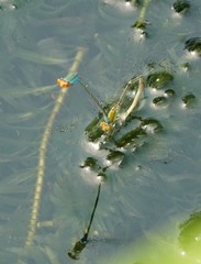 Pseudagrion rubriceps