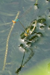 Pseudagrion rubriceps