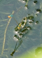 Pseudagrion rubriceps