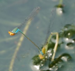 Pseudagrion rubriceps