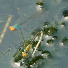 Pseudagrion rubriceps