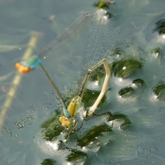 Pseudagrion rubriceps