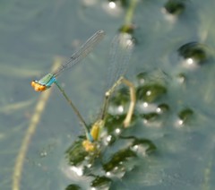 Pseudagrion rubriceps