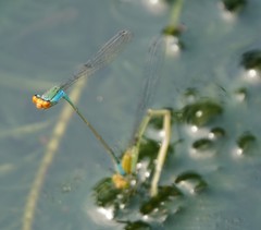 Pseudagrion rubriceps