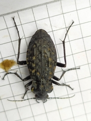 Carabus variolosus