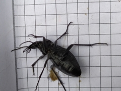 Carabus variolosus