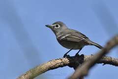 Plumbeous Vireo photo 4