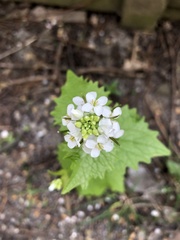 Alliaria petiolata
