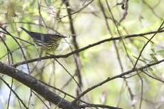 Parkesia noveboracensis