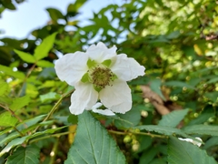 Rubus cardotii