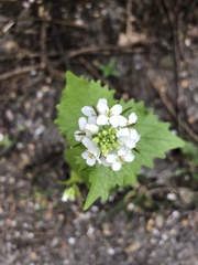 Alliaria petiolata