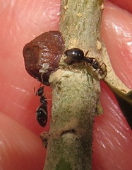 Technomyrmex pallipes