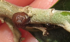 Technomyrmex pallipes