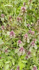 Lamium purpureum