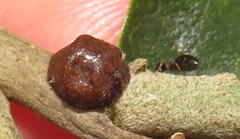 Technomyrmex pallipes