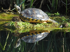Trachemys scripta