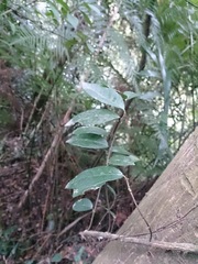 Anodendron benthamiana