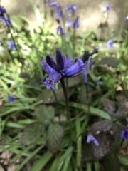 Hyacinthoides