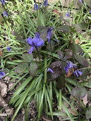 Hyacinthoides