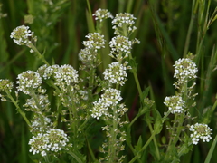 Lepidium heterophyllum