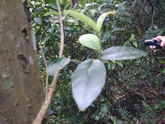 Anodendron benthamiana