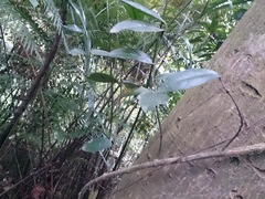 Anodendron benthamiana